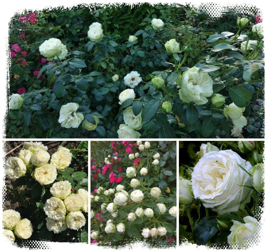 Wedding Piano róża wielkokwiatowa